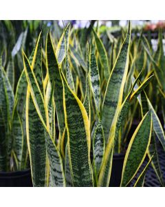 Sansevieria Trifasciata, Snake Plant 'Laurentii'