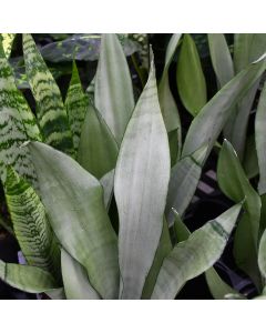 Sansevieria Trifasciata, Snake Plant 'Moonshine'