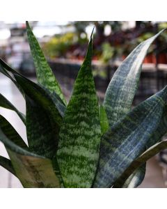 Sansevieria Trifasciata 'Robusta'