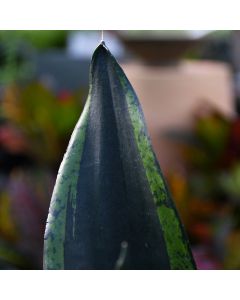 Sansevieria Trifasciata 'Whitney'