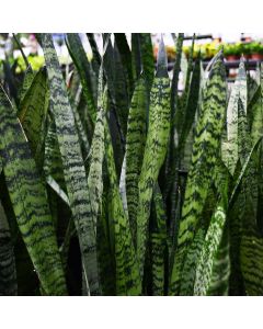 Sansevieria Zeylanica, Snake Plant