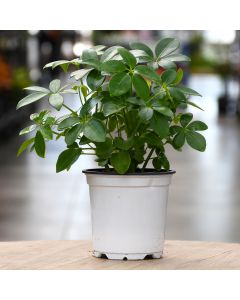 Schefflera Arboricola 'Gerten Grown'