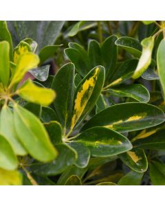 Schefflera Arboricola 'Gold Capella'