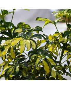 Schefflera Arboricola 'Trinette'