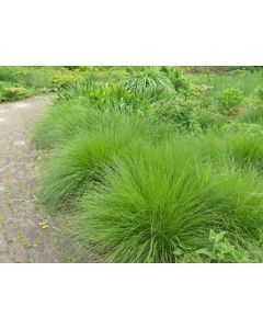 Deschampsia, Tufted Hair Grass 'Scottish'