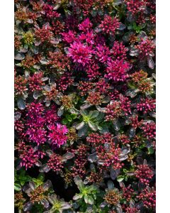 Sedum, Two-Row Stonecrop 'Spot On™ Deep Rose'