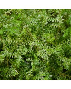 Selaginella, Spikemoss 'Green'