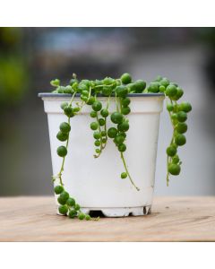 Senecio Rowleyanus 'String of Pearls'