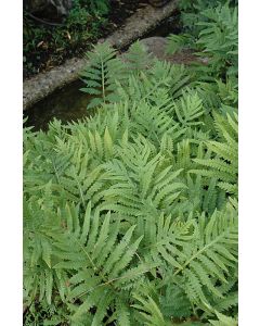 Onoclea, Sensitive Fern