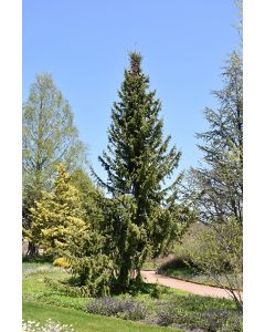 Picea, Serbian Spruce (Large)