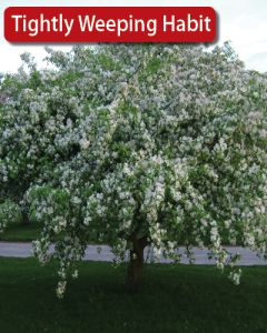 Malus, Crabapple Flowering 'April Showers' (Large)