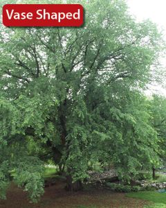 Ulmus, American Elm 'First Editions® St. Croix™' (Large)