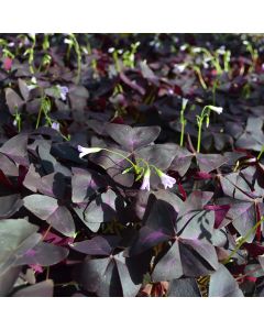 Oxalis Triangularis