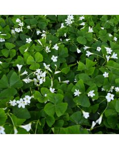 Oxalis Regnellii 'Shamrock'