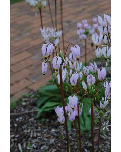 Dodecatheon, Shooting Star 'Minnesota Native'