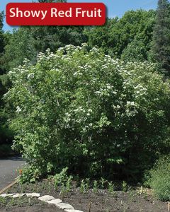 Viburnum, American Cranberrybush 'Wentworth'