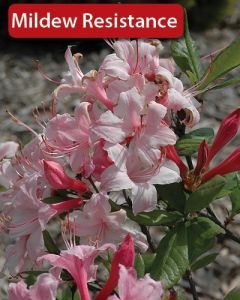 Rhododendron, Azalea 'Candy Lights™'