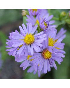 Aster, Smooth Aster 'Minnesota Native'