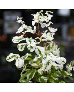 Breynia Disticha 'Snowbush Mini'