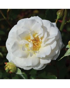 Rosa, Shrub Rose 'Easy Elegance® Snowdrift'