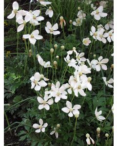 Anemone, Snowdrop Anemone