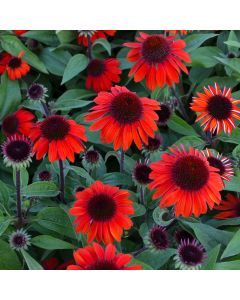 Echinacea, Coneflower 'Sombrero® Sangrita'