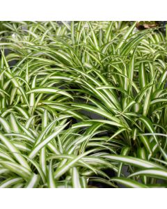 Chlorophytum Comosum, Spider Plant 'Variegated'