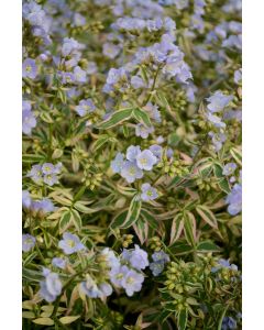 Polemonium, Jacob's Ladder 'Stairway to Heaven'