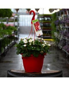 Fragaria, Strawberry 'Delizz' Hanging Basket