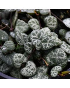 Ceropegia Woodii 'String of Hearts'