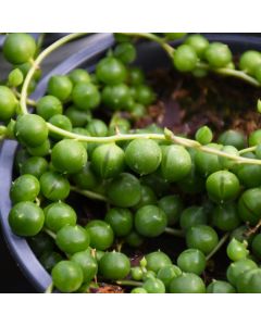 Senecio Rowleyanus 'String of Pearls'