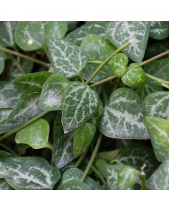 Ceropegia woodii 'String of Spades'