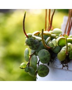 Peperomia Prostrata 'String of Turtles Plant'