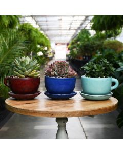 Succulents in Ceramic Coffee Cup