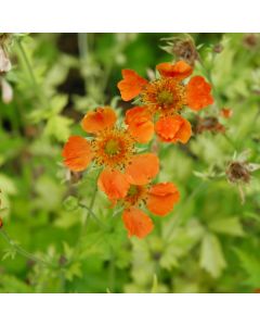 Geum, 'Sunkissed Lime'