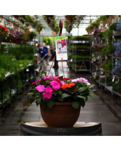 Impatiens, SunPatiens Mix Hanging Basket 12.8"