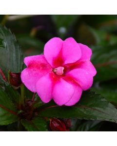 Impatiens, SunPatiens® 'Purple Candy'