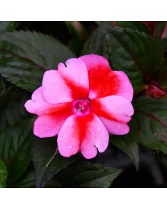 Impatiens, SunPatiens® 'Red Candy'