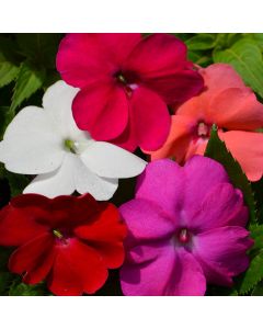 Impatiens, SunPatiens® Gertens Custom Mix