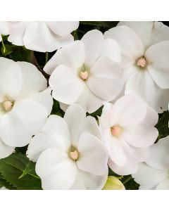 Impatiens, SunPatiens® 'White'