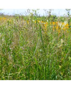 Panicum, Switch Grass 'Minnesota Native'