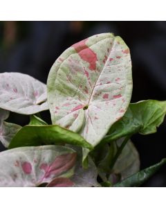 Syngonium Podophyllum 'Confetti'