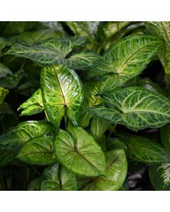 Syngonium Podophyllum 'Pink Allusion'