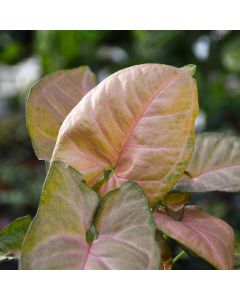 Syngonium Podophyllum 'Strawberry Cream'