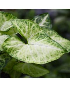 Syngonium Podophyllum 'White Butterfly'