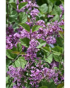 Syringa, Lilac Tree 'Bloomerang® Dark Purple'