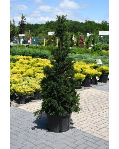 Taxus, Foundation Yew 'Dark Green Pyramidal'