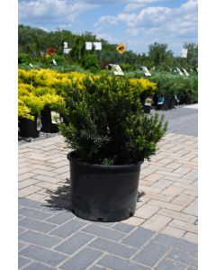 Taxus, Foundation Yew 'Dark Green Spreader'