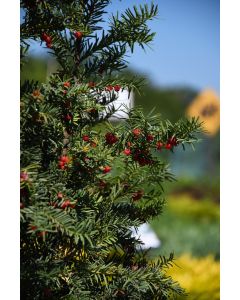 Taxus, Japanese Yew 'Upright'