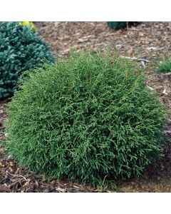 Thuja, Arborvitae 'Mr. Bowling Ball®'